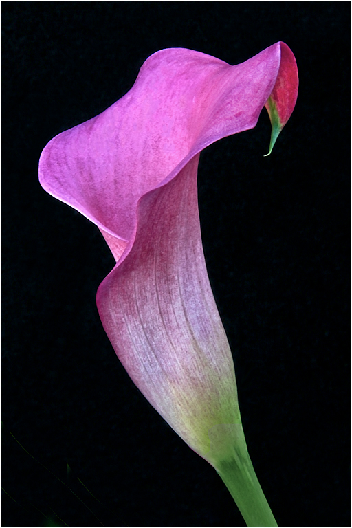 Secor Farms 2013 1009 (Beautiful Calla Lily)(Rev2)   P O'Malley